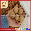 Factory Sale Walnut in Shell 185 /Paper Shell Pure 32mm up New Crop